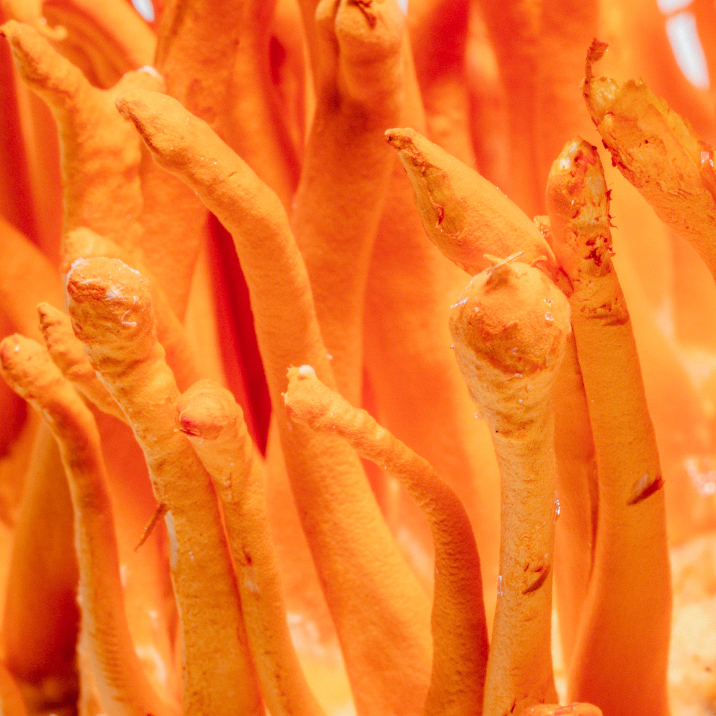 Cordyceps mushrooms used in Desire Kanna Dailies by Kanna Extract Co., shown in close-up of bright orange fruiting bodies