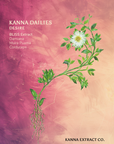 An image of the front package label for Kanna Extract Company’s Desire Kanna Dailies made from Organic Sceletium tortuosum, Damiana, Muria Puama and Cordyceps. Desire Dailies include ethically cultivated Bliss Extract, available for bulk or wholesale.