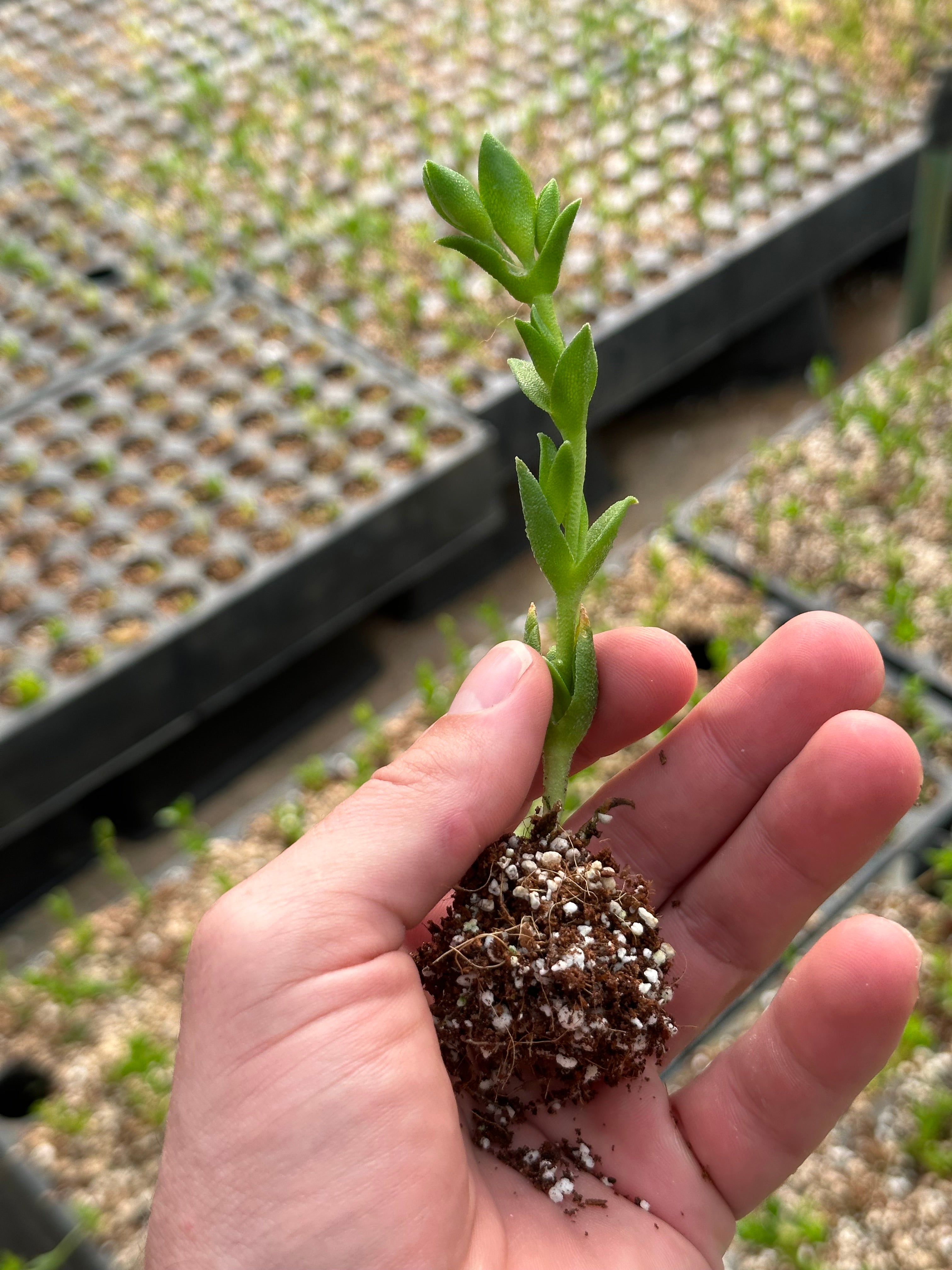 Fresh kanna cutting with roots held above South African kanna farm nursery tray