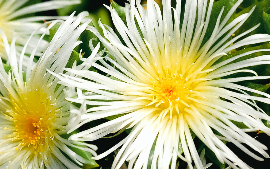 close up photo of a kanna flower