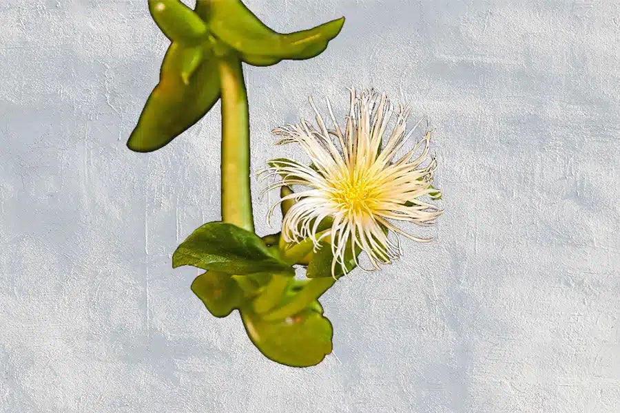 Double Blind magazine feature on kanna and Sceletium tortuosum