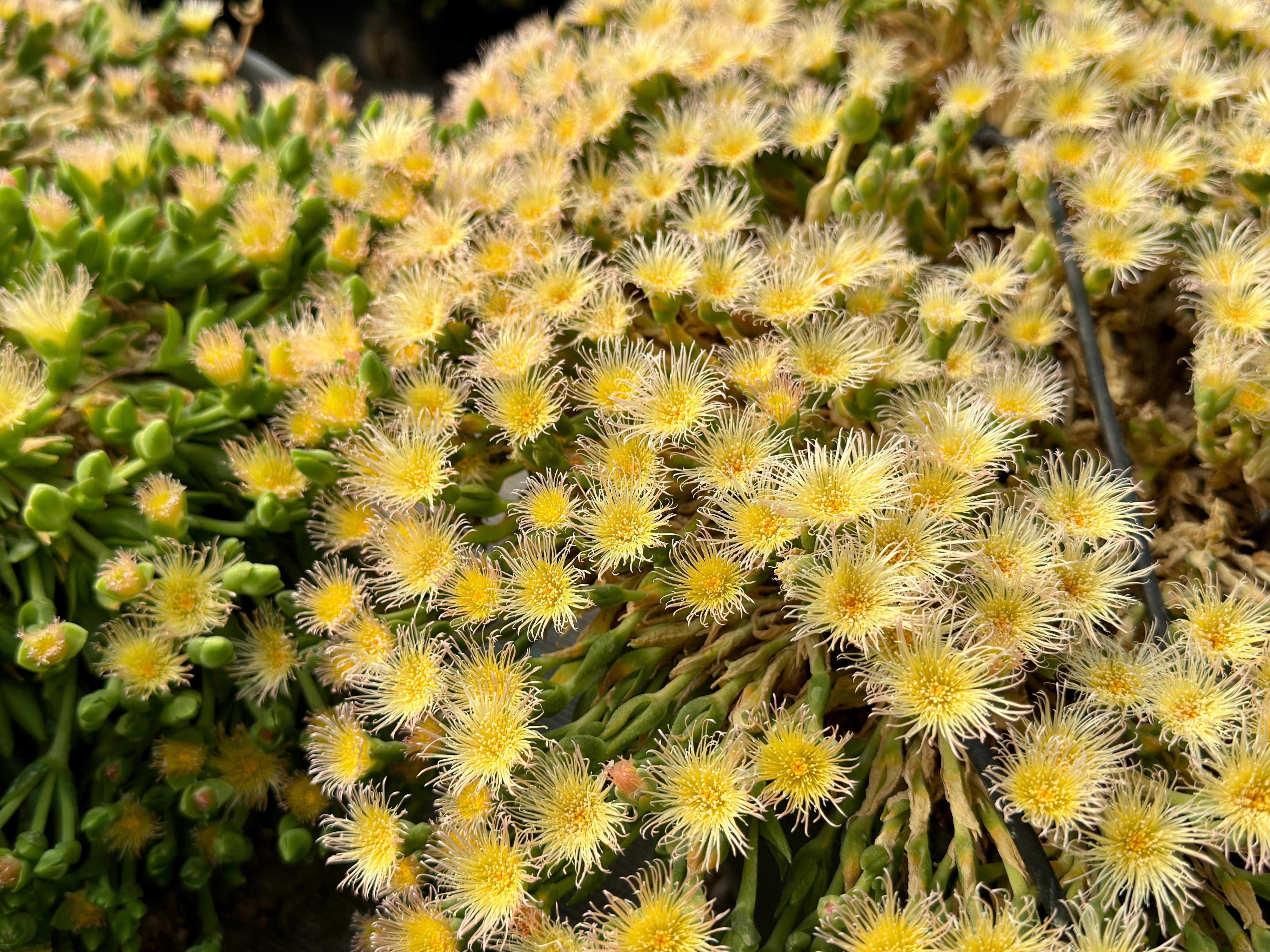 Close up photo of organic kanna (sceletium tortuosum) cultivated in south africa