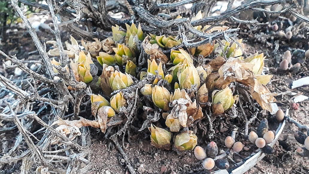 Wild Sceletium tortuosum growing in South Africa