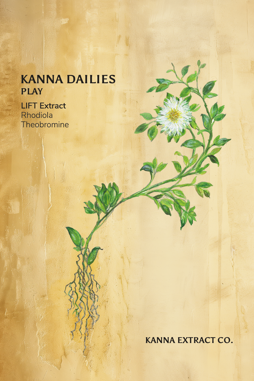 PLAY Kanna Dailies label by Kanna Extract Co. – Featuring vibrant branding and product details for mood-boosting capsules. Contains 25mg LIFT Kanna Extract (Sceletium tortuosum), plus Rhodiola, Theobromine, and Organic Lion's Mane. Available for bulk and wholesale purchasing.