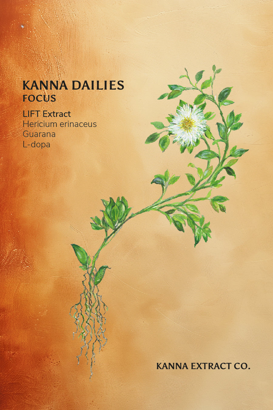 FOCUS Kanna Dailies label detail featuring Sceletium tortuosum (kanna) botanical illustration – natural nootropic blend for concentration and sustained energy