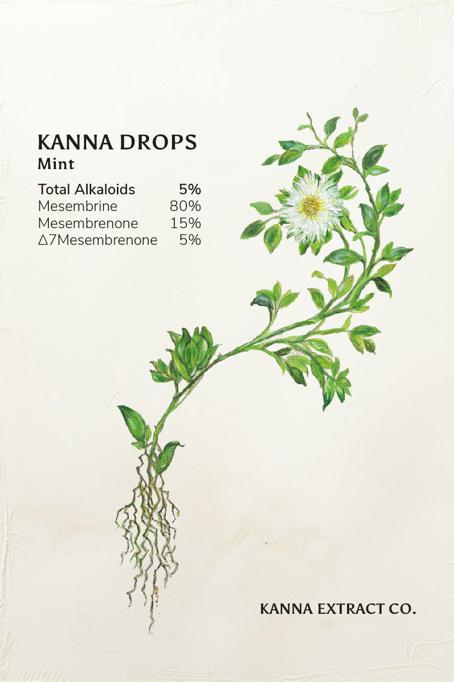 Mint Kanna Drops label by Kanna Extract Co. – Featuring fresh mint flavor and high-quality Sceletium tortuosum (kanna) extract. 2ml of liquid extract in a 5ml dropper bottle. Bulk and wholesale purchasing available.