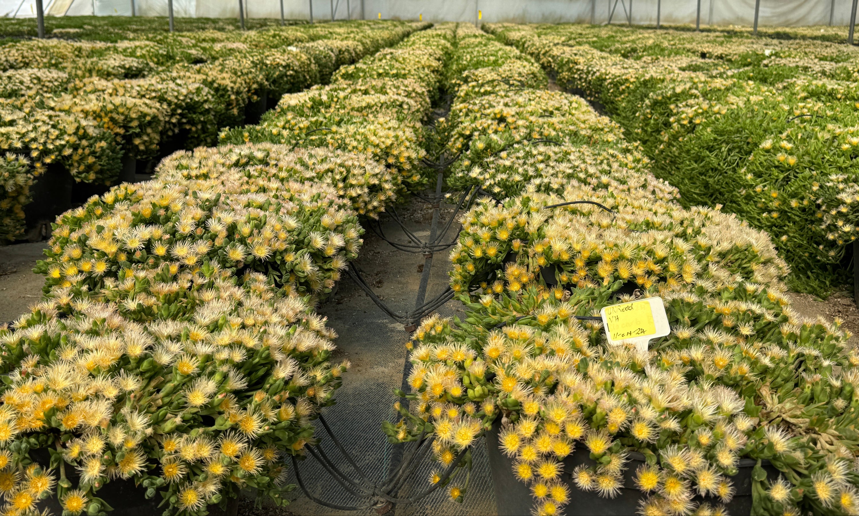 Rows of potted sceletium tortuosum, kanna plants on a South African kanna farm.
