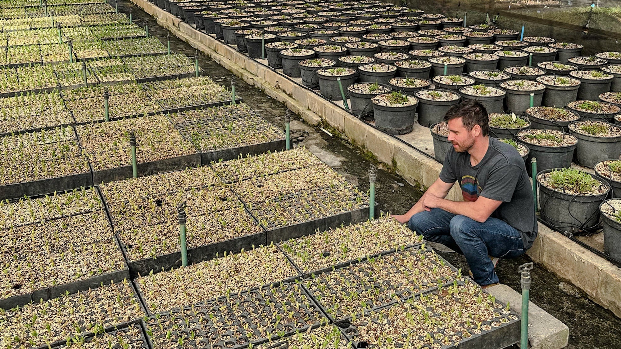 An image of Kanna Extract Company founder at a Kanna Farm in South Africa cultivating high mesembrine potency sceletium tortuosum plants for bulk wholesale and for sale to kanna distributors.