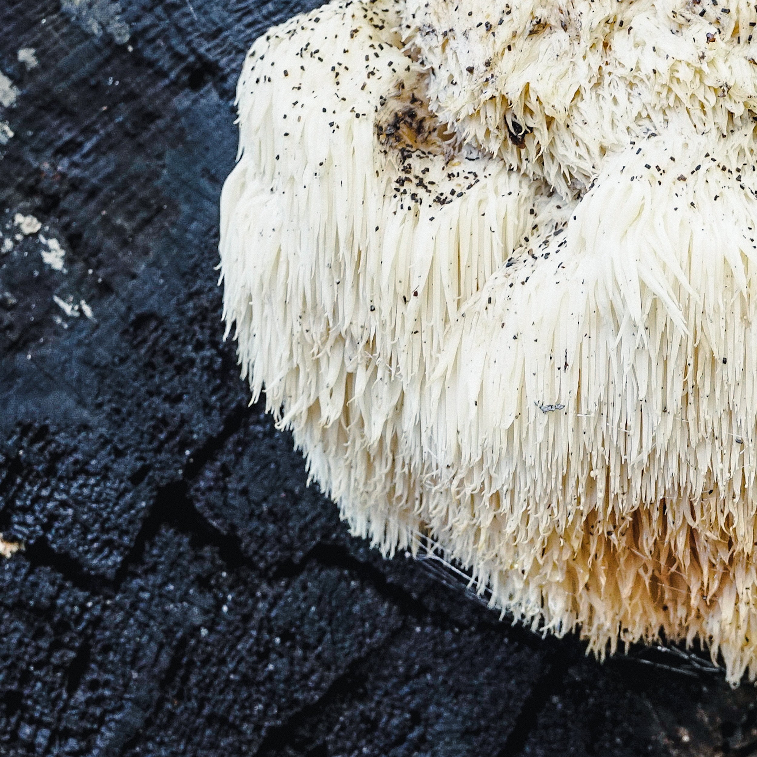 Organic Hericium erinaceus fruiting body, cultivated on natural wood substrates